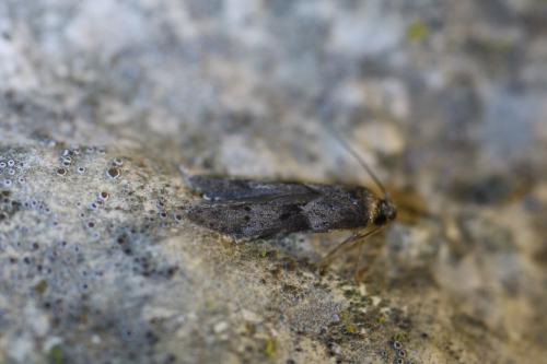 Blastobasis glandulella
